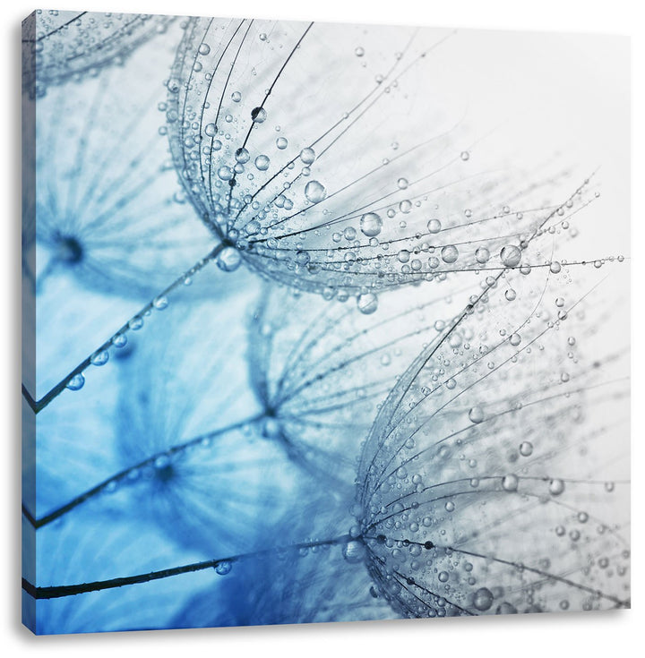 Pixxprint Tropfen bedeckte Pusteblumen Schwarz/Weiss, Format: 70x70 auf Leinwand, 70x70