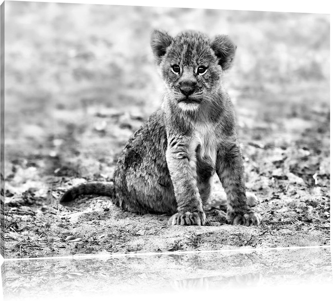 Pixxprint Verlassenes Löwenbaby als Leinwandbild | Grösse: 100x70 cm | Wandbild | Kunstdruck | ferti