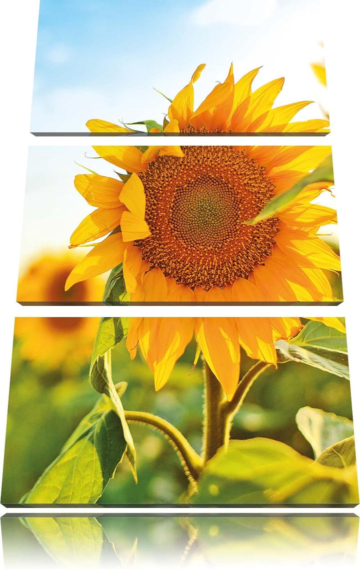 Pixxprint Sonnenblumenfeld SonnenblumeSonne als Leinwandbild/Grösse: 3 Teilig (120x80) cm/Wandbild/K