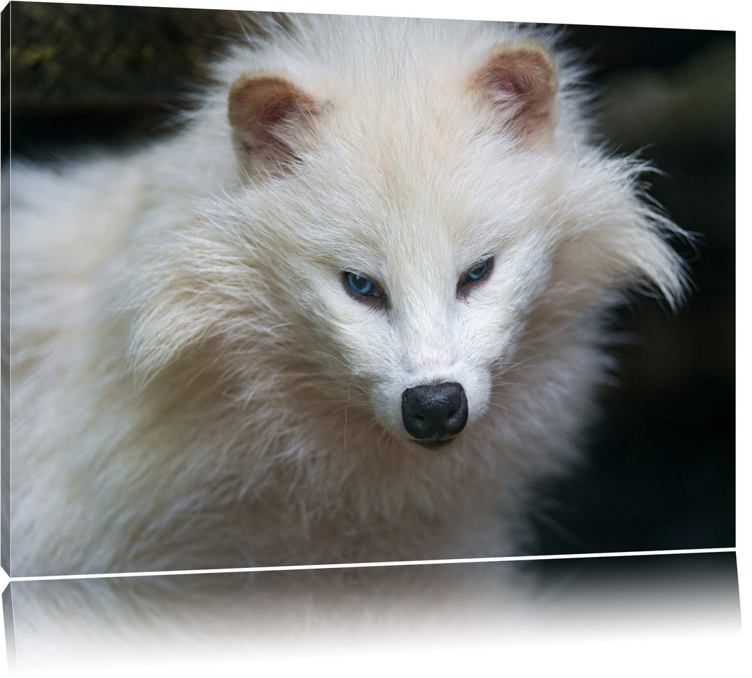 Pixxprint Kleiner Polarfuchs auf Leinwand, XXL riesige Bilder fertig gerahmt mit Keilrahmen, Kunstdr