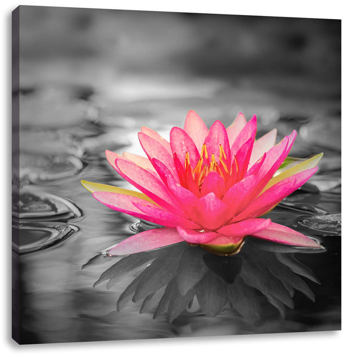 Pixxprint Schöne Seerose als Leinwandbild/Grösse: 70x70 cm/Wandbild/Kunstdruck/fertig bespannt, 70x7