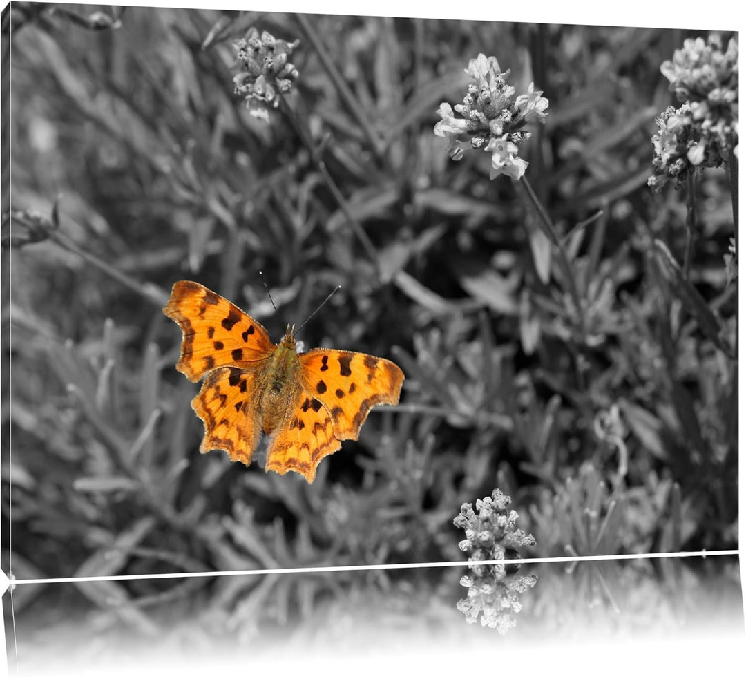 schöner Schmetterling auf Blumenwiese schwarz/weiss auf Leinwand, XXL riesige Bilder fertig gerahmt