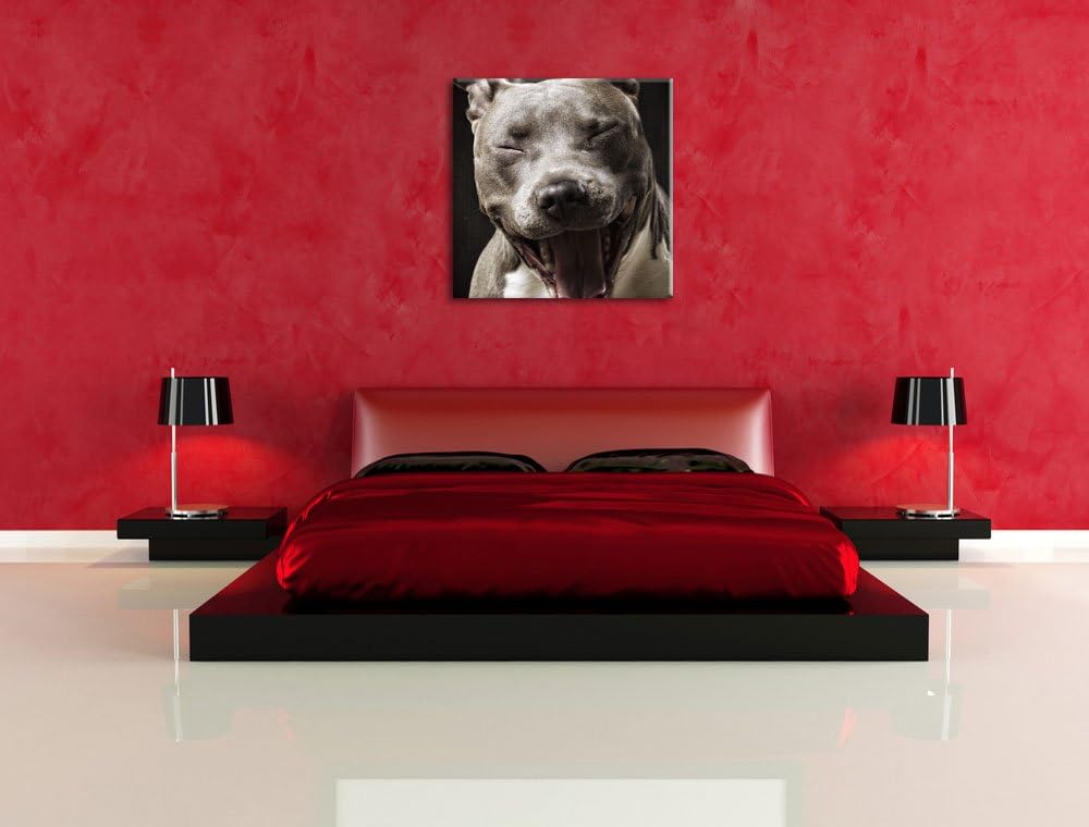 Lachender Pitbull, Format: 70x70 auf Leinwand, XXL riesige Bilder fertig gerahmt mit Keilrahmen, Kun