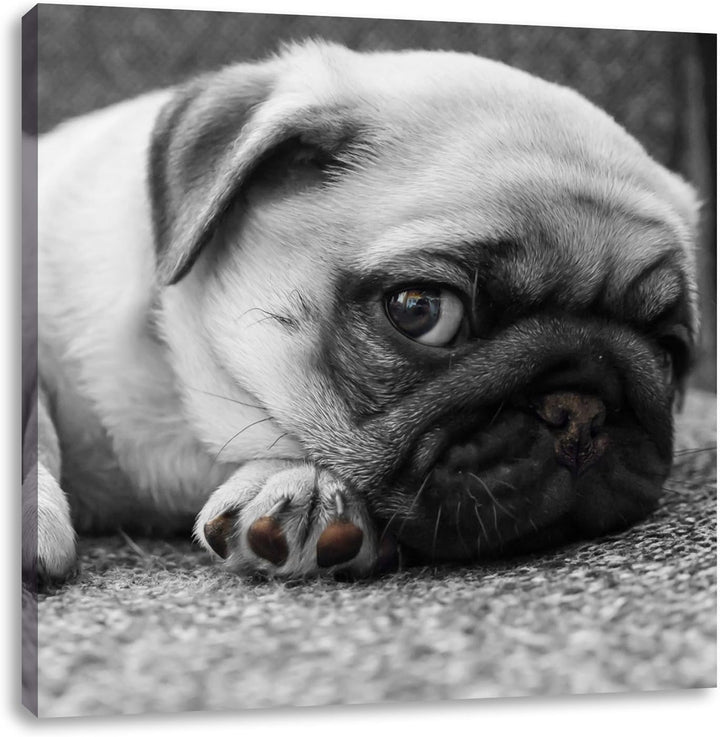 Pixxprint süsser Kleiner Mops auf Teppich schwarz/weiss, Format: 70x70 auf Leinwand, 70x70