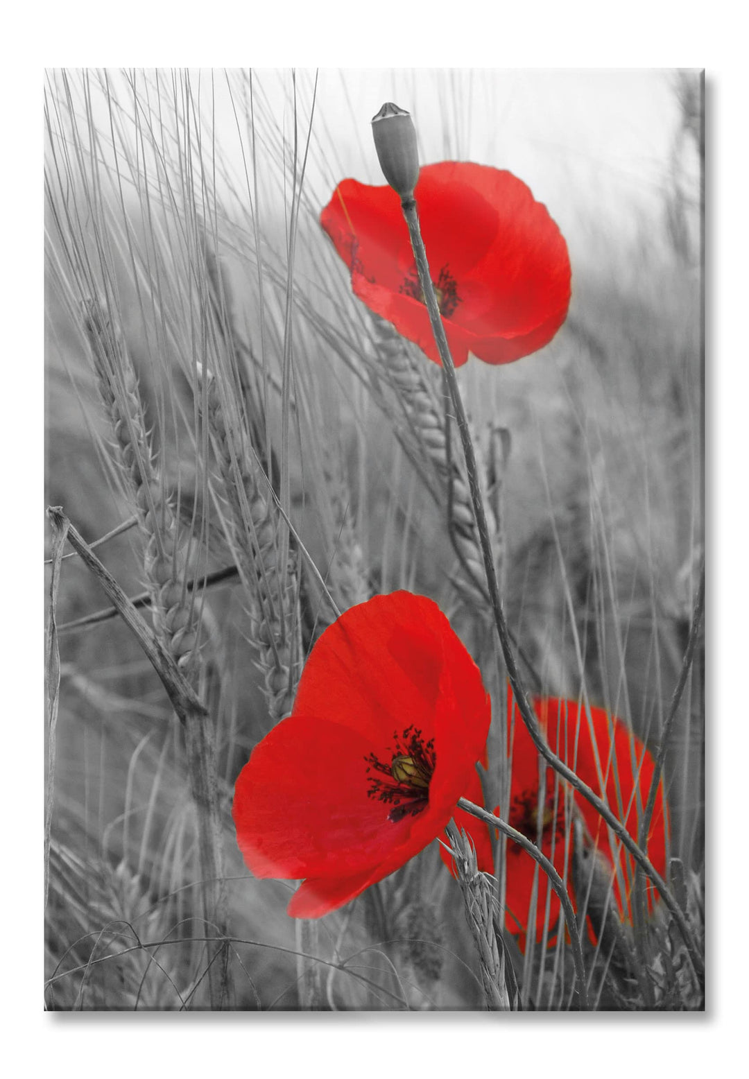 Pixxprint Glasbild | Wandbild aus Echtglas | einzelne Mohnblumen im Getreidefeld | 60x80 cm | inkl.