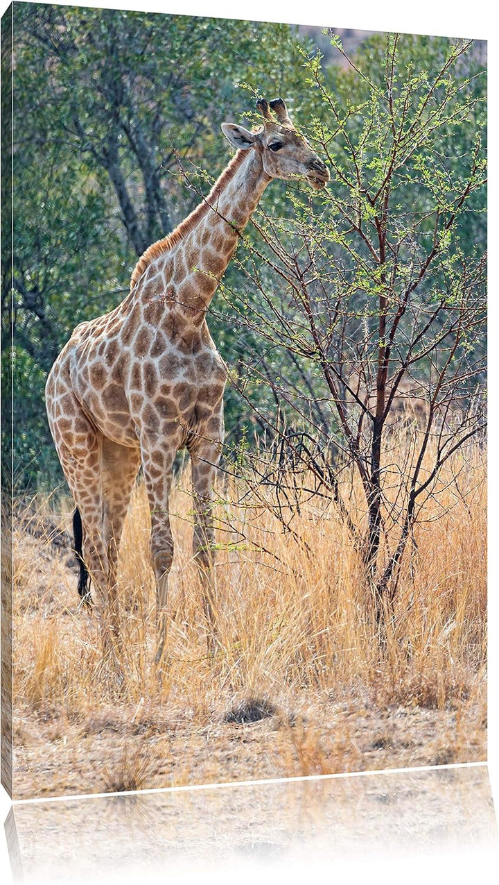 Pixxprint Giraffe beim Fressen auf Leinwand, XXL riesige Bilder fertig gerahmt mit Keilrahmen, Kunst