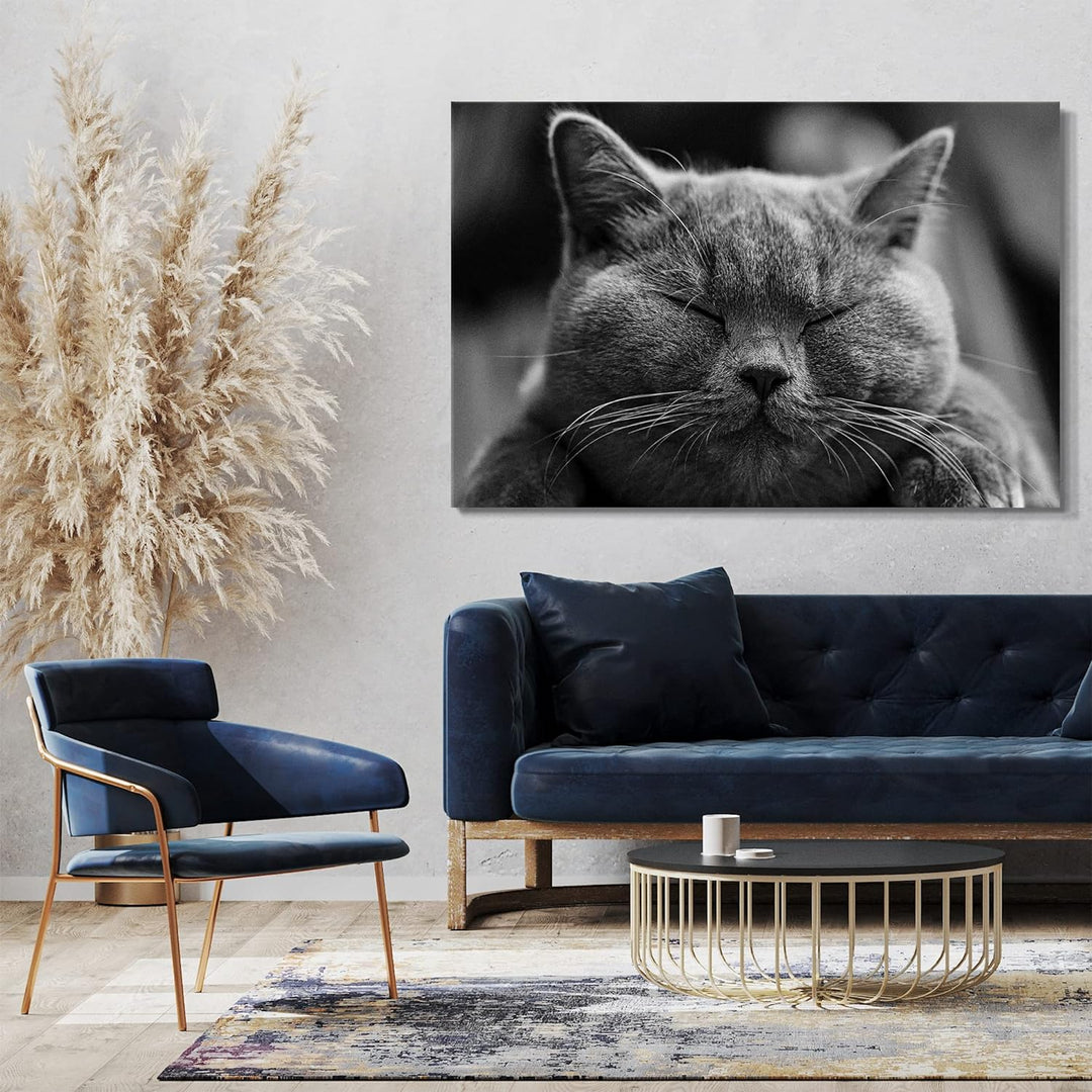 Leinwand (80x60cm): Katze dunkelgrau Katzenbilder Tierbilder 80x60 cm, 80x60 cm