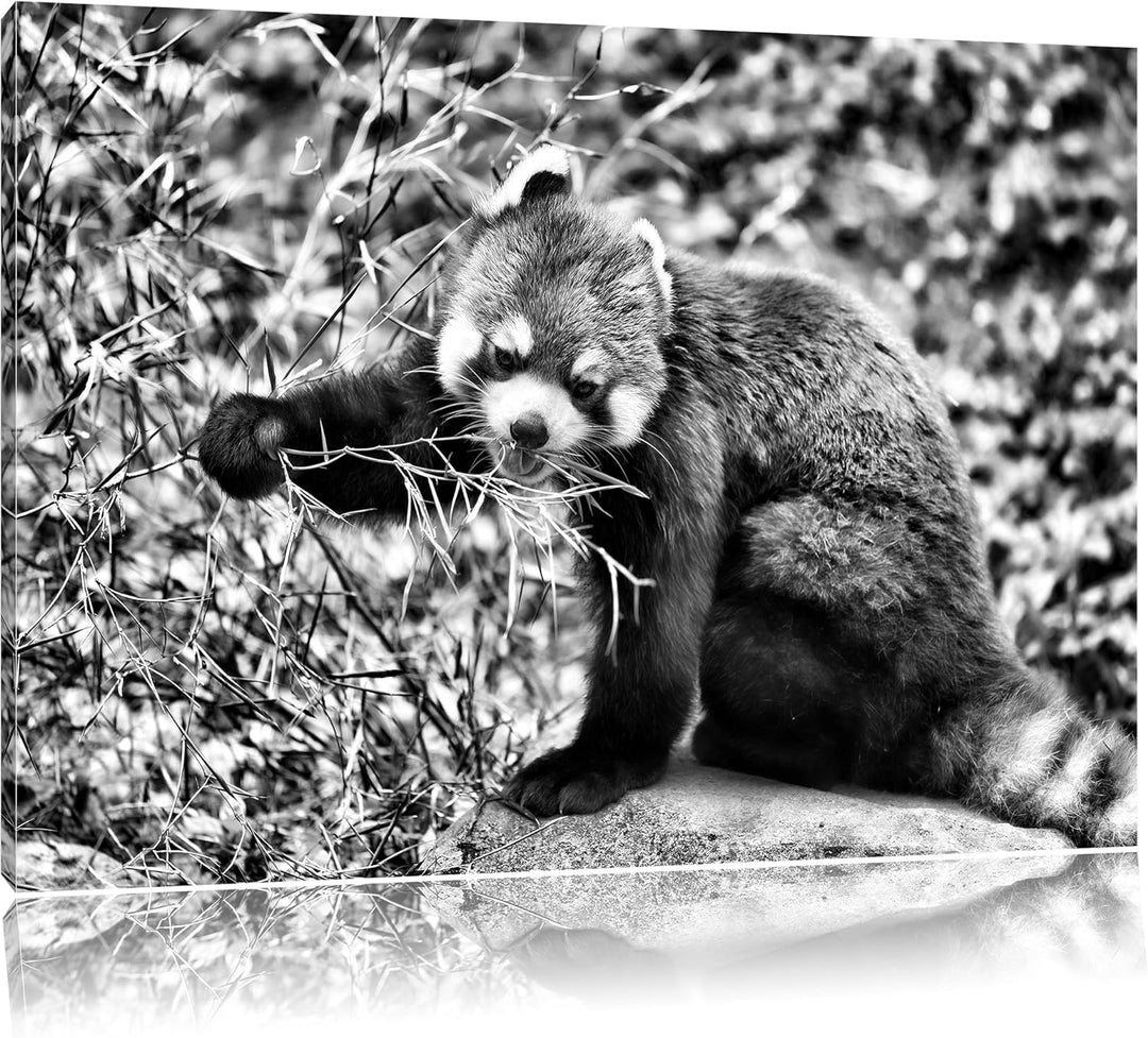 Pixxprint Niedlicher roter Panda als Leinwandbild/Grösse: 100x70 / Wandbild/Kunstdruck/fertig bespan