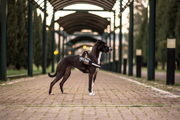 Julius-K9, IDC Powair Hundegeschirr, Grösse: S / Mini, Blau Blau S/Mini, Blau S/Mini