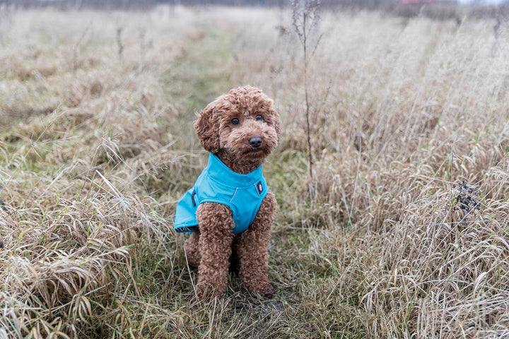 TRIXIE Regenmantel Vimy für Hunde XS türkis – Hunde-Regenjacke mit reflektierenden Elementen für meh