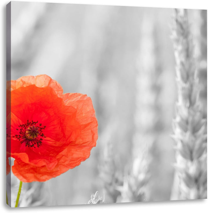 Pixxprint Mohnblume im Kornfeld als Leinwandbild/Grösse: 70x70 cm/Wandbild/Kunstdruck/fertig bespann