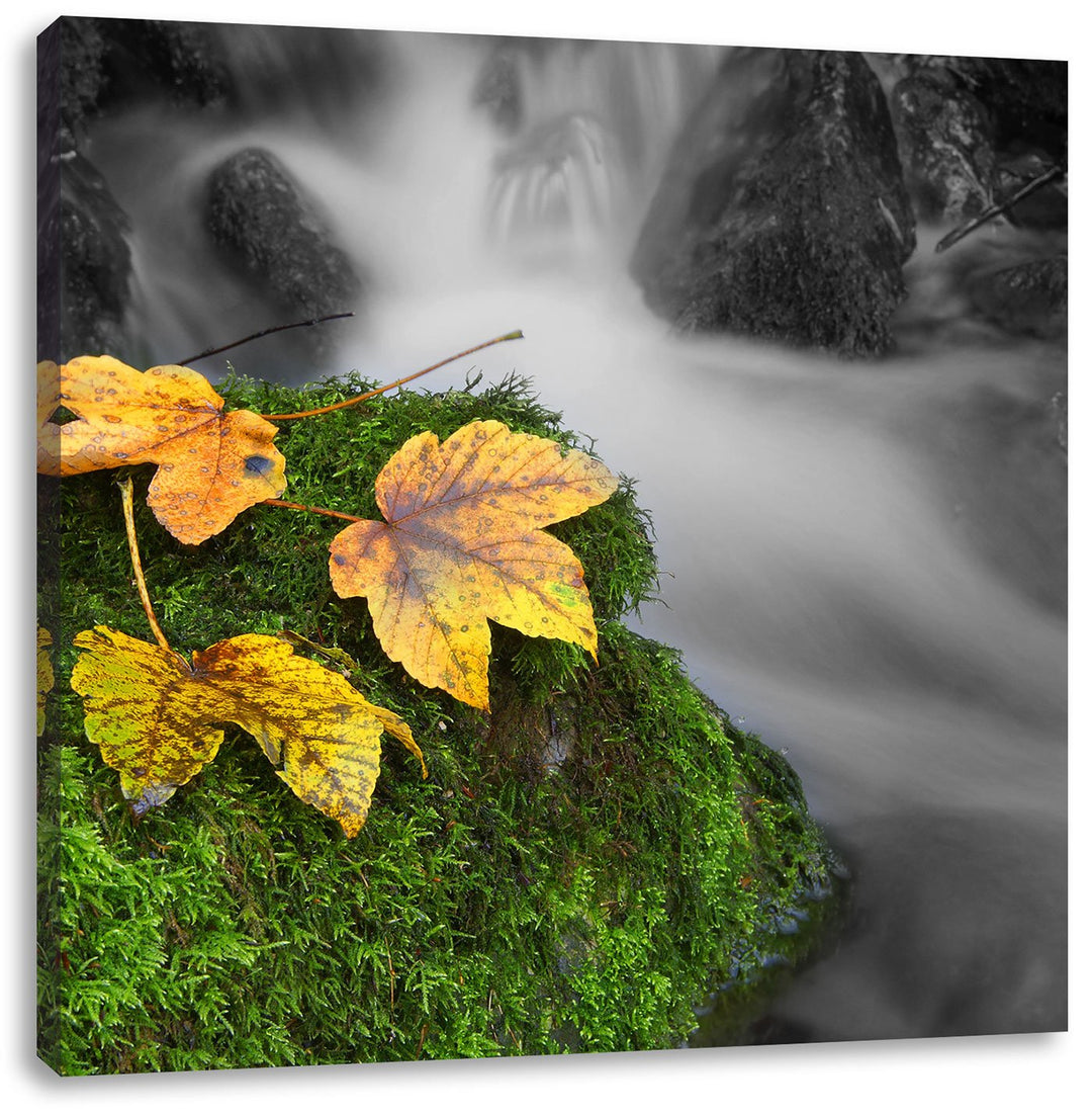 Pixxprint Waldbach als Leinwandbild/Grösse: 70x70 cm/Wandbild/Kunstdruck/fertig bespannt, 70x70