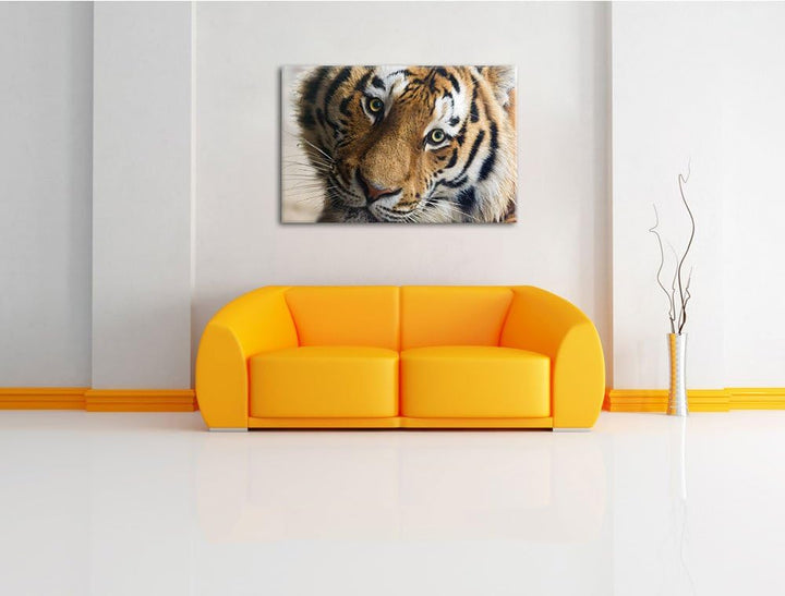 Pixxprint bildschöner Tiger auf Leinwand, XXL riesige Bilder fertig gerahmt mit Keilrahmen, Kunstdru