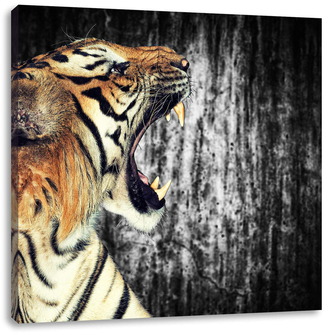 Pixxprint gähnender Tiger schwarz/weiss, Format: 70x70 auf Leinwand, 70x70