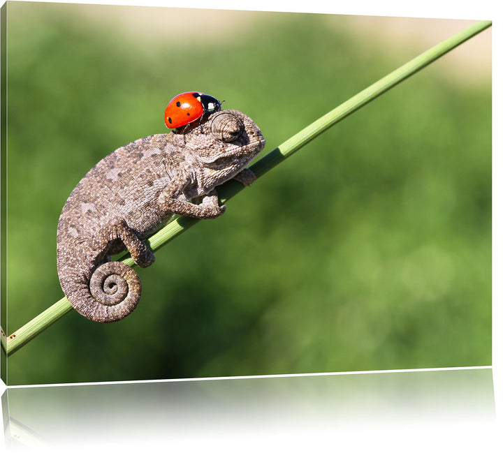 Pixxprint Süsser Gecko mit einem Marienkäfer / 100x70cm Leinwandbild bespannt auf Holzrahmen/Wandbil