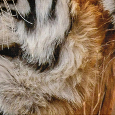 Gnomvaie Bettwäsche Tier 3D Tiger Thema 135x200 Braun Bettbezug Weich Mikrofaser mit Reissverschluss