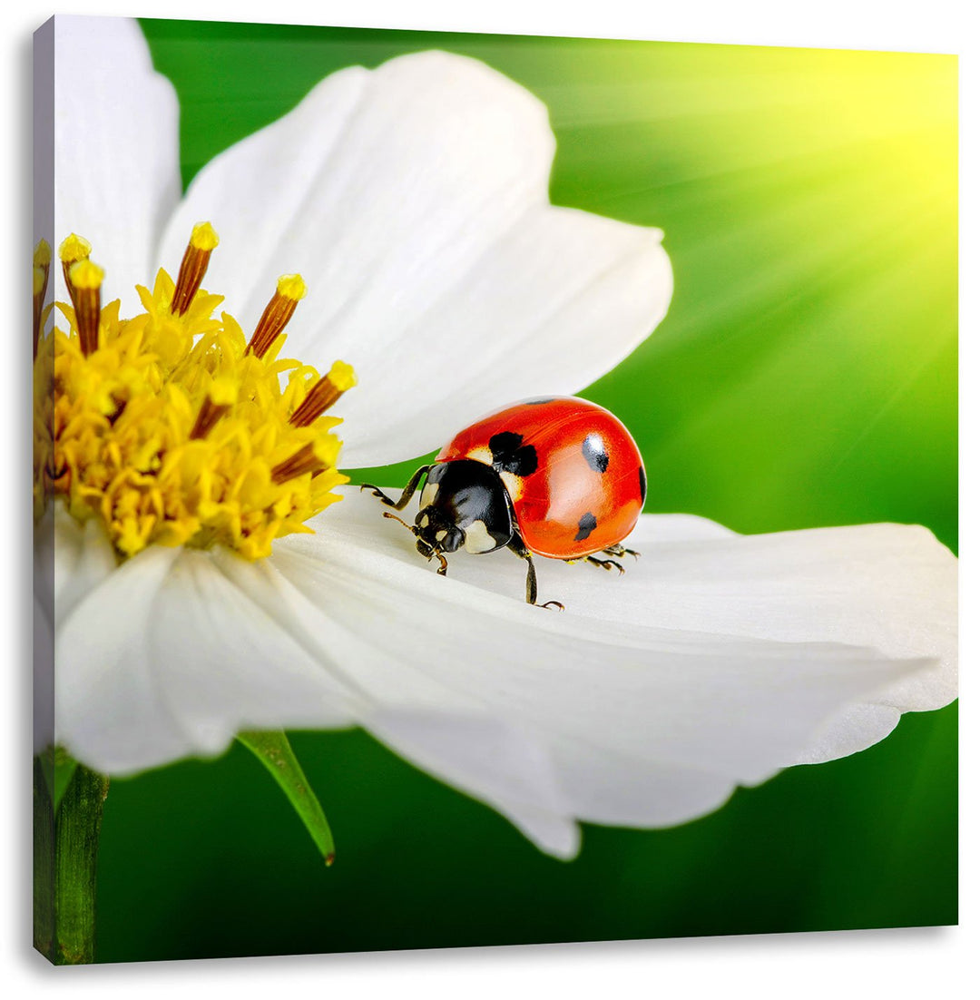 Pixxprint Marienkäfer auf Einer weissen Blume als Leinwandbild/Grösse: 70x70 cm/Wandbild/Kunstdruck/