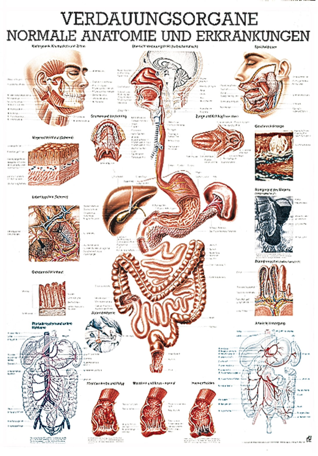 Ruediger Anatomie TA17LAM Verdauungsorgane Tafel, 70 cm x 100 cm, laminiert