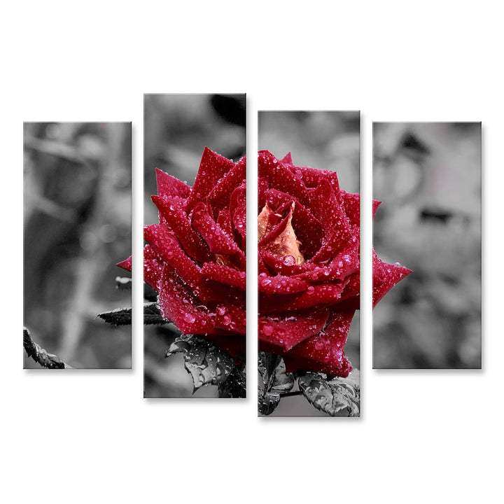 islandburner Bild auf Leinwand Rote Rose Auf Grauem Hintergrund Farbwirkung Wandbild Poster Kunstdru