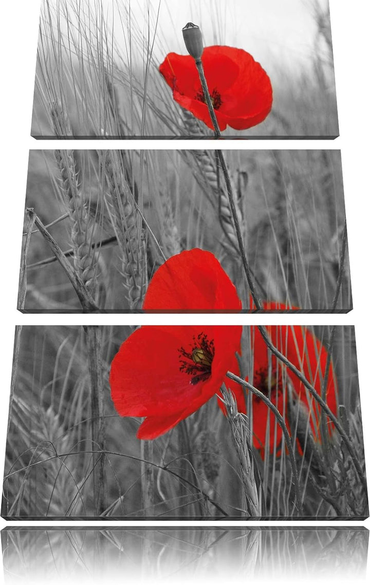 Pixxprint einzelne Mohnblumen im Getreidefeld als Leinwandbild/Grösse: 3 Teilig (120x80 cm) cm/Wandb