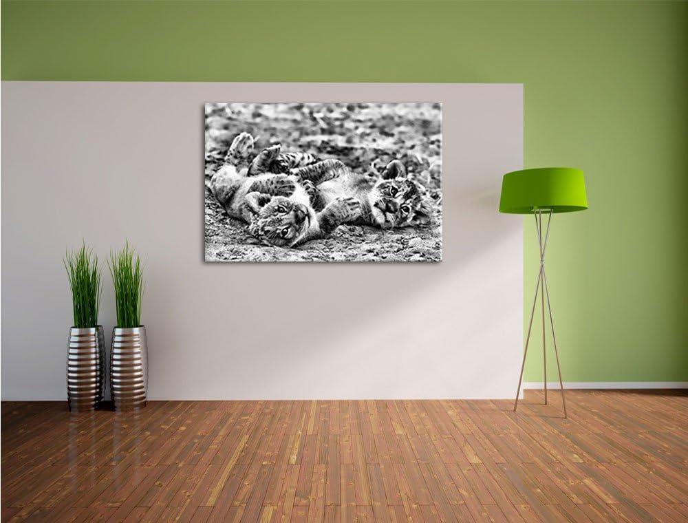Pixxprint Spielende Löwenjungen / 100x70cm Leinwandbild bespannt auf Holzrahmen/Wandbild Kunstdruck