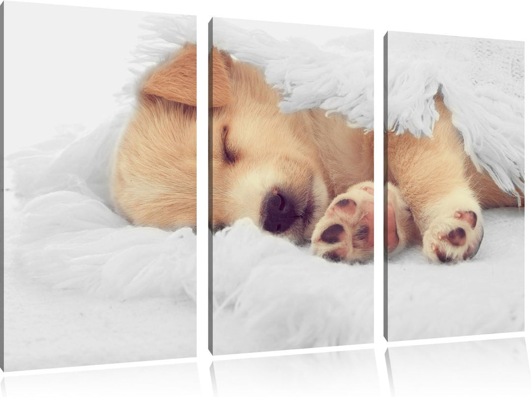 Pixxprint Kleiner schlafender Welpe als Leinwandbild/Grösse: 3 Teilig (120x80) cm/Wandbild/Kunstdruc
