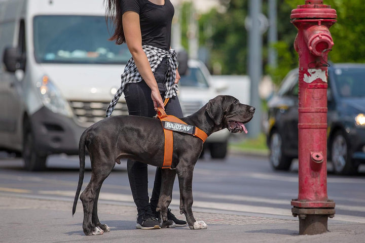 Julius-K9, Color & Gray, Beltgeschirr 2XL / 3 orange-grau, 2XL / 3 orange-grau