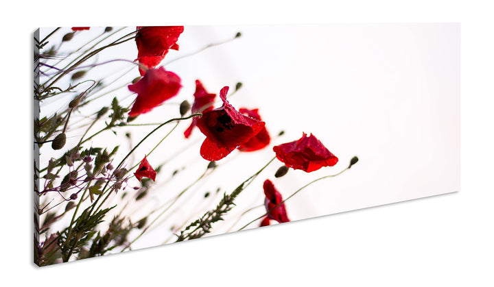 Roter Mohn Panorama 100x50 cm als Leinwandbild, Motiv fertig gerahmt auf Echtholzrahmen, Hochwertige