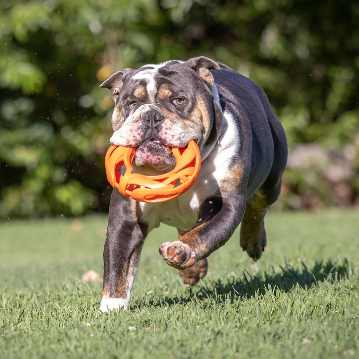 Chuckit! Breathe Right Apportierrad, Fetch Wheel Mehrfarbig Fetch Wheel, Mehrfarbig Fetch Wheel