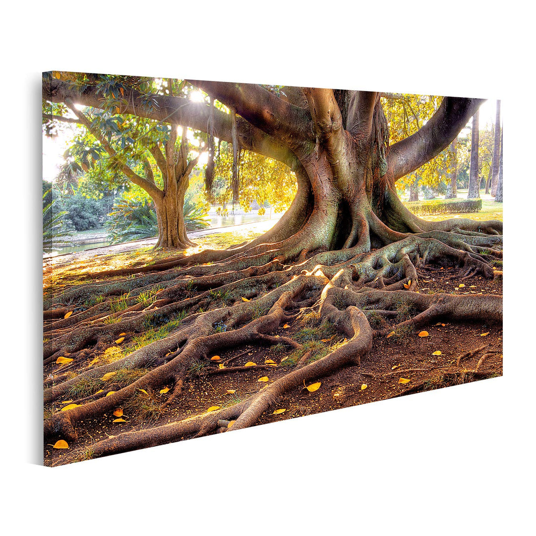 islandburner Bild auf Leinwand Hundertjähriger Baum Bilder Wandbilder Poster Leinwand 80x40cm, Leinw