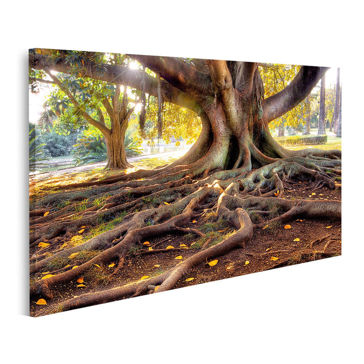 islandburner Bild auf Leinwand Hundertjähriger Baum Bilder Wandbilder Poster Leinwand 80x40cm, Leinw