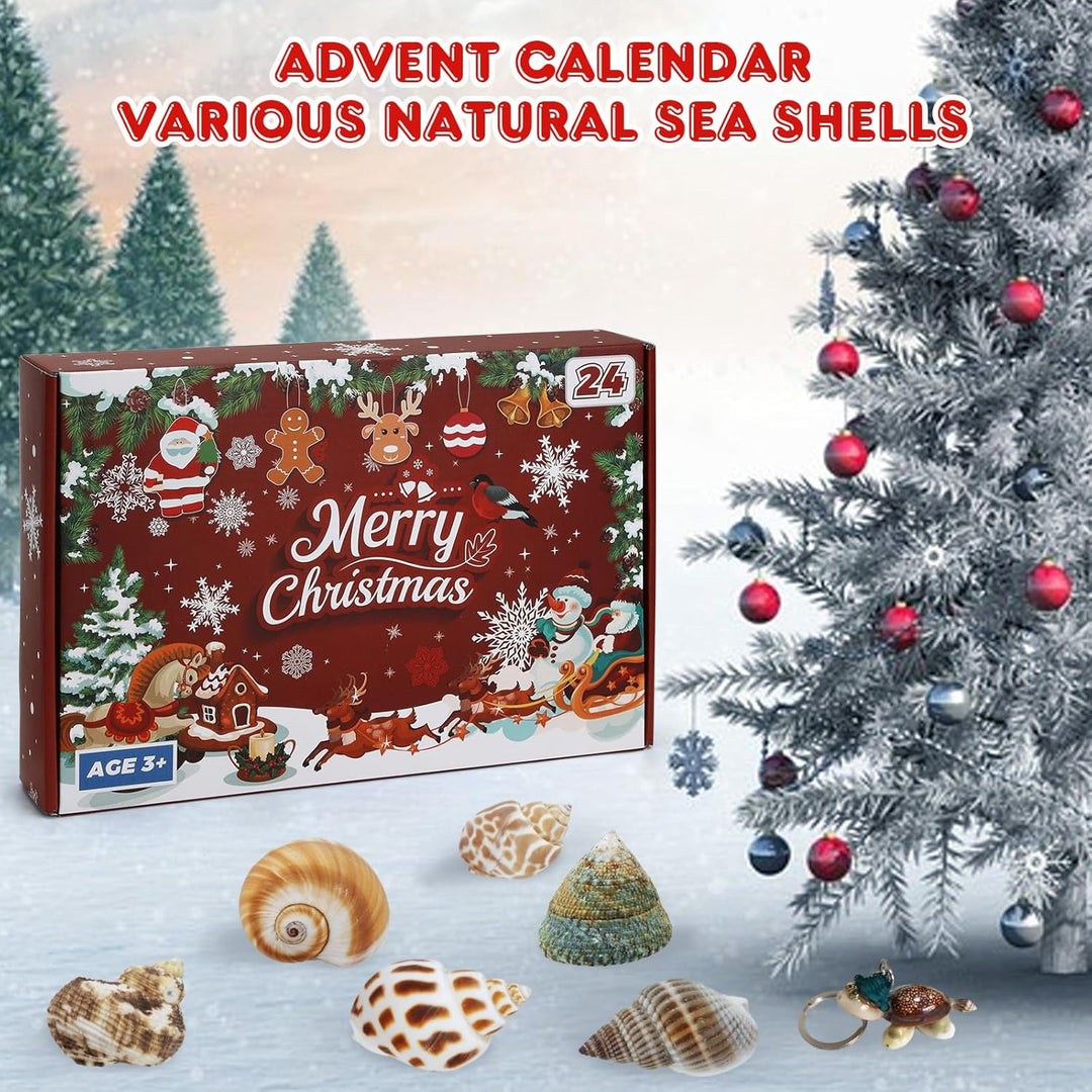 Aitsite Adventskalender 2025 Muscheln, 24 Tage natürliche MuschelnbAdventskalender, Muschel Sammlung