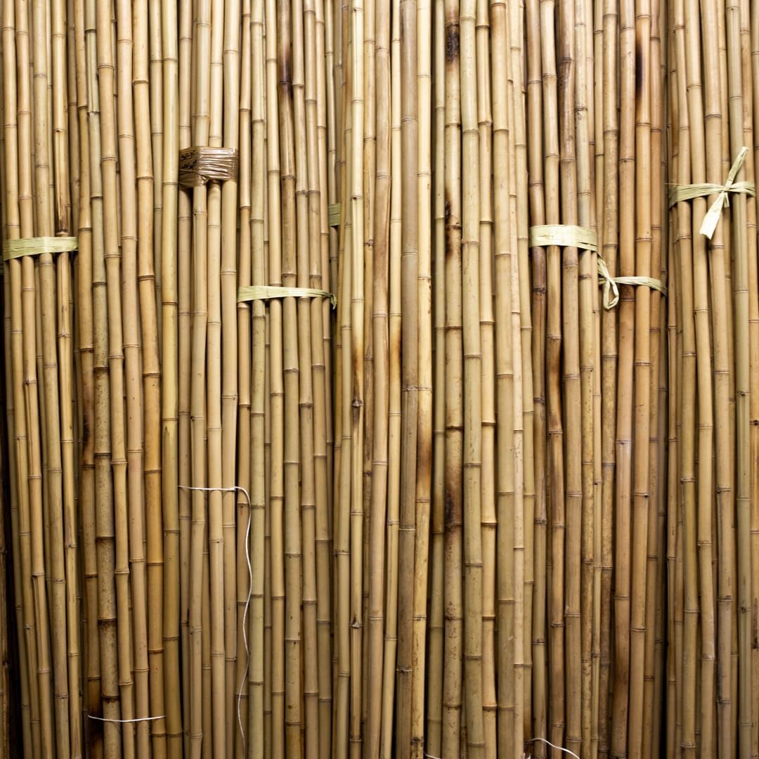 Bambusstangen - 245cm - 22/24mm - 50 Stück
