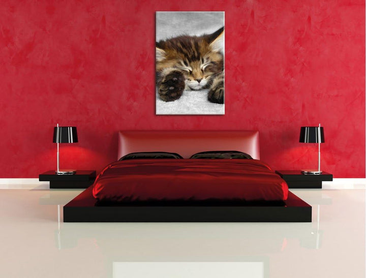 Pixxprint schlafende Katze mit grossen Ohren als Leinwandbild/Grösse: 100x70 / Wandbild/Kunstdruck/f