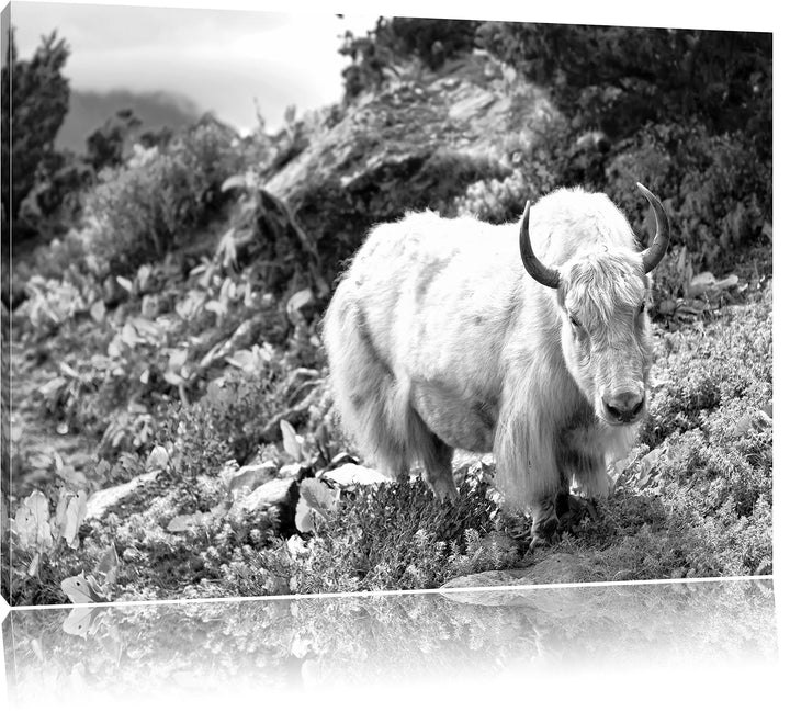 Pixxprint Schönes Yak Himalaya Kunst B&W als Leinwandbild/Grösse: 100x70 cm/Wandbild/Kunstdruck/fert
