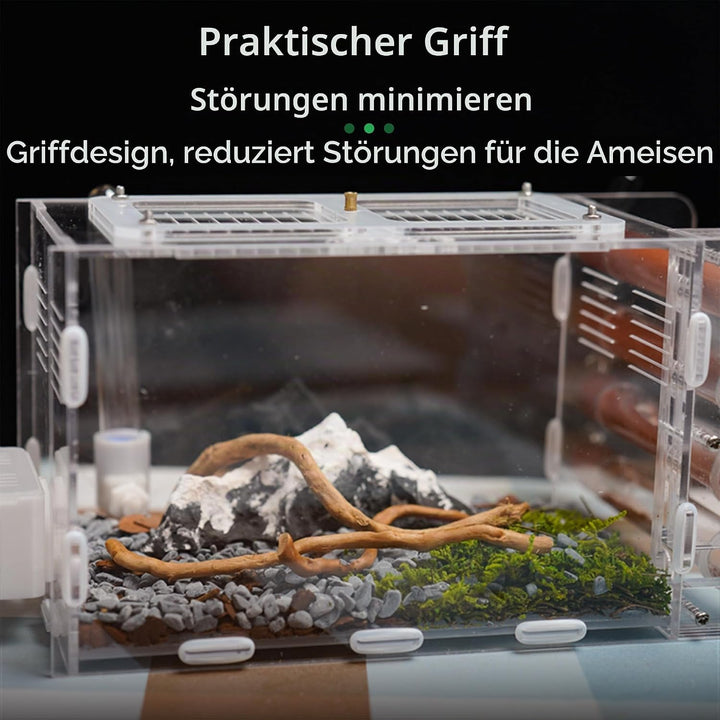 Ameisennest für lebende Ameisen – für kleine Ameisen – natürliches Lernspielzeug – Great Outworld