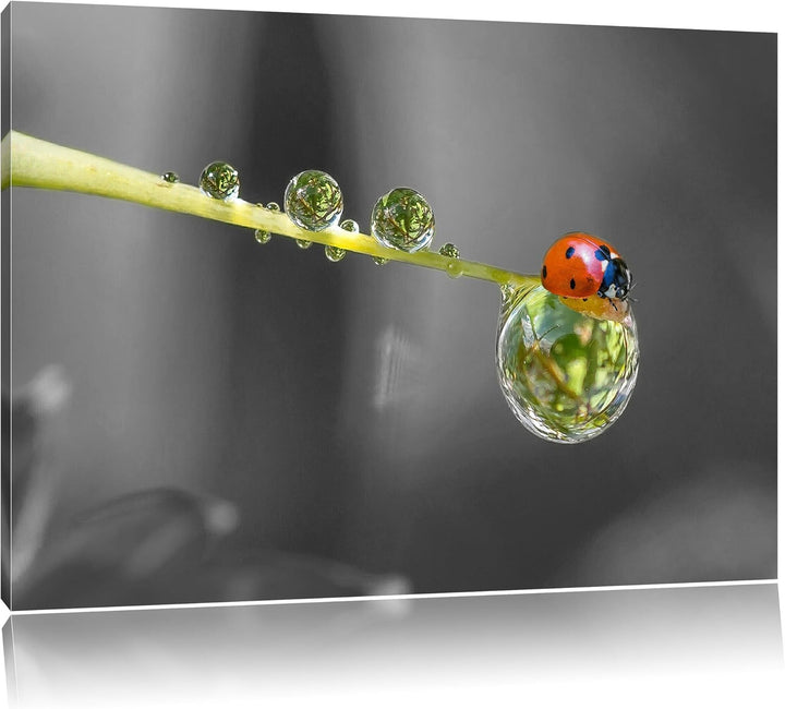 Pixxprint Marienkäfer als Leinwandbild/Grösse: 100x70 / Wandbild/Kunstdruck/fertig bespannt, 100x70