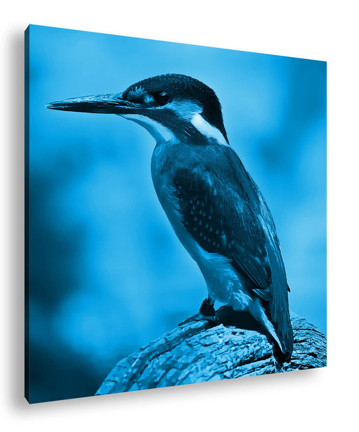 deyoli Eleganter Eisvogel mit blauem Gefieder Format: 70x70 Effekt: Monocrome Blau als Leinwandbild,