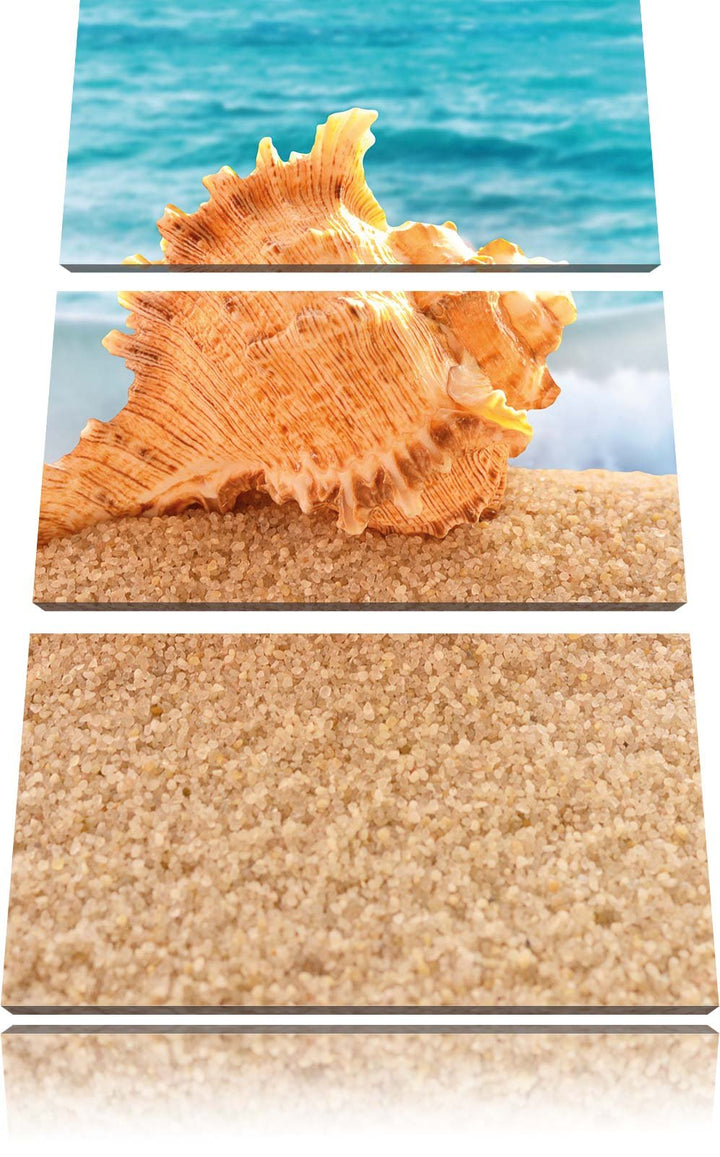 Pixxprint Muschel am Strand 3-Teiler Leinwandbild 120x80 Bild auf Leinwand