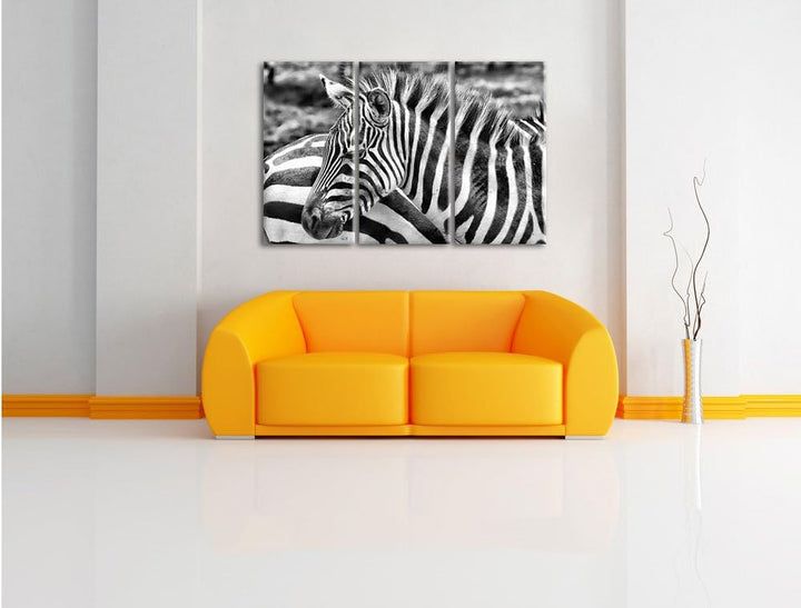 Pixxprint prächtiges Zebra als Leinwandbild | Grösse: 3 Teilig (120x80) | Wandbild| Kunstdruck | fer