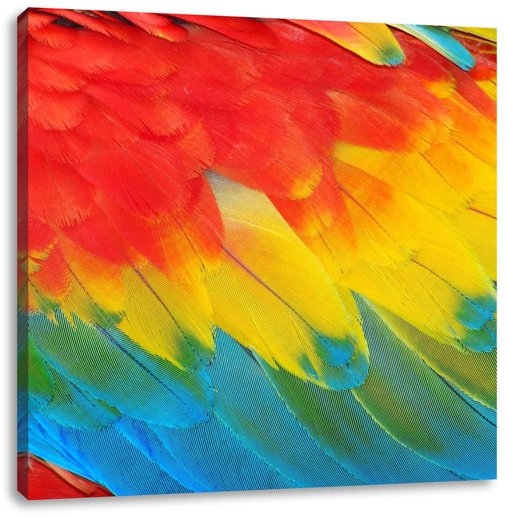 Bunte Papageien Flügel, Format: 70x70 auf Leinwand, XXL riesige Bilder fertig gerahmt mit Keilrahmen