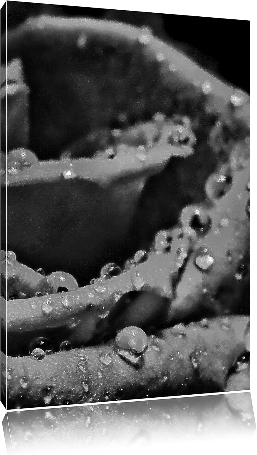 Pixxprint Tropfen auf roter Rose als Leinwandbild/Grösse: 100x70 cm/Wandbild/Kunstdruck/fertig bespa