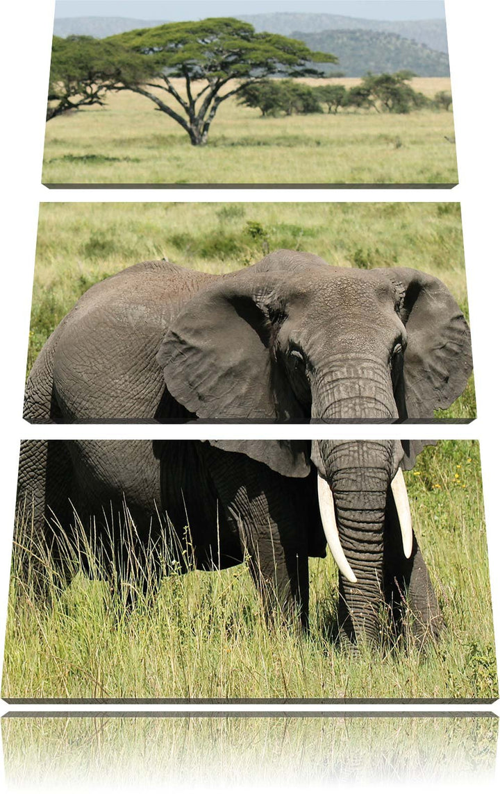 Pixxprint Elefant in der Savanne als Leinwandbild/Grösse: 3 Teilig (120x80) cm/Wandbild/Kunstdruck/f