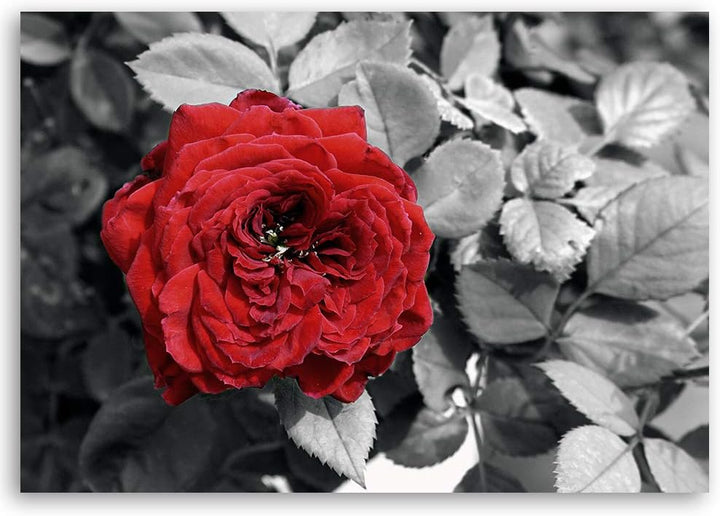 Feeby Leinwandbild Rose Bild Kunstdruck Blume Rot 70x50 cm M14559 70x50 cm, M14559 70x50 cm