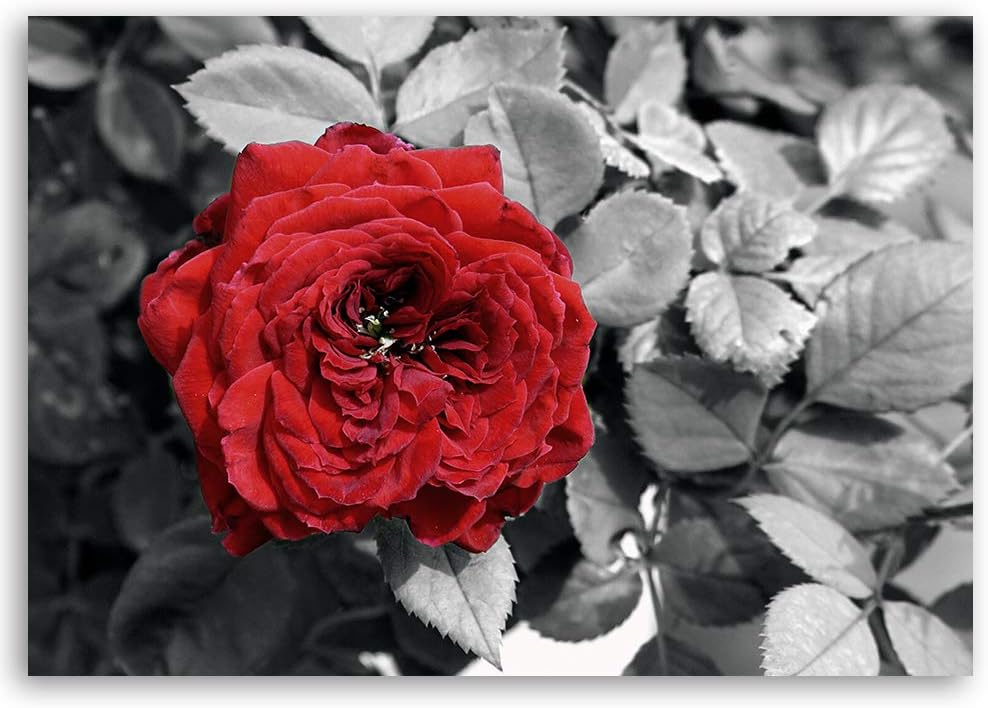 Feeby Wanddeko Rose Bild Kunstdruck modern Blume Rot 80x60 cm M14559 80x60 cm, M14559 80x60 cm