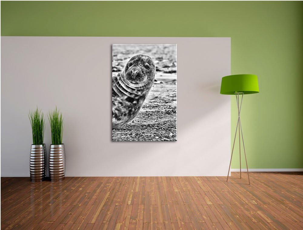 Pixxprint Robbe an Kiesstrand als Leinwandbild/Grösse: 100x70 cm/Wandbild/Kunstdruck/fertig bespannt