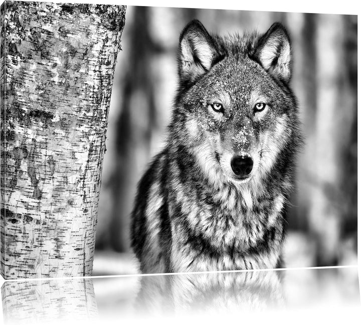 Pixxprint Wachsamer Wolf als Leinwandbild/Grösse: 100x70 cm/Wandbild/Kunstdruck/fertig bespannt, 100