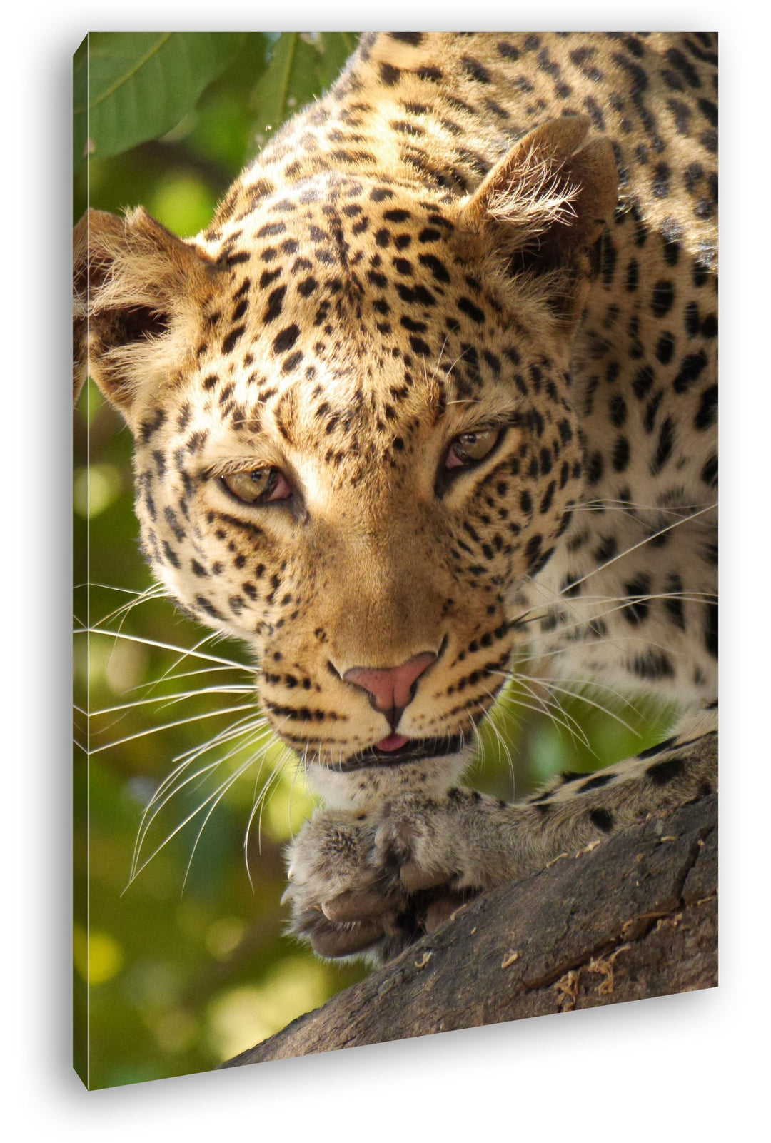 schleichender Leopard in der Safari im Format: 80x60 als Leinwandbild, Motiv fertig gerahmt auf Echt