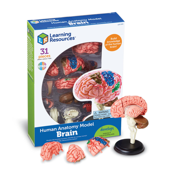 Learning Resources Anatomiemodell des menschlichen Gehirns