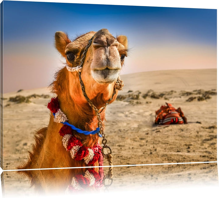 Lustiges Kamel in Wüste Format: 100x70 auf Leinwand, XXL riesige Bilder fertig gerahmt mit Keilrahme